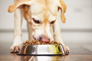 Are Grain-Free Pet Foods also Carbohydrate and Gluten-Free