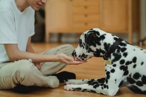 switch-their-pets-diet-to-grainfree-diet-to-feed-your-dog-grainfree-pet-food